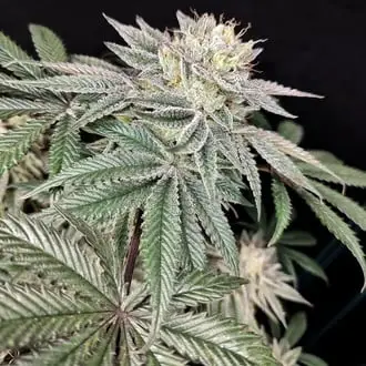Golden Truffle cannabis seeds