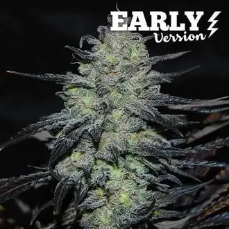 Golosa - Early Version cannabis seeds by Delicious Seeds