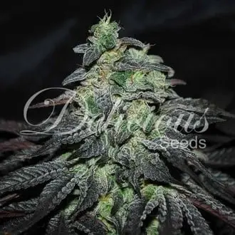 Golosa cannabis seeds by Delicious Seeds