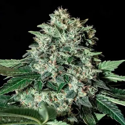 Gorila Bilbo cannabis seeds