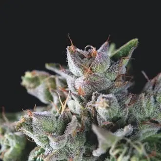 Gorila cannabis seeds by Pyramid Seeds