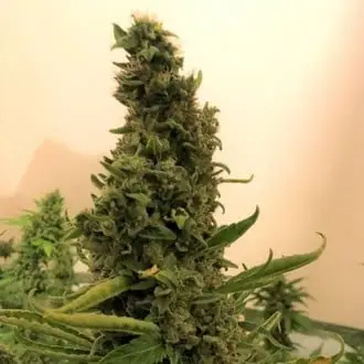Gorilla #4 cannabis seeds