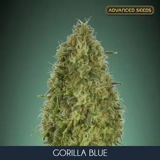 Gorilla Blue cannabis seeds by Advanced Seeds