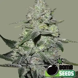 Gorilla Bomb cannabis seeds