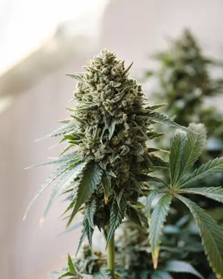 Gorilla Candy Triploid cannabis seeds