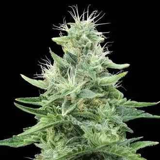 Gorilla Candy cannabis seeds