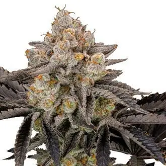 Gorilla Cookies FF cannabis seeds by Fastbuds