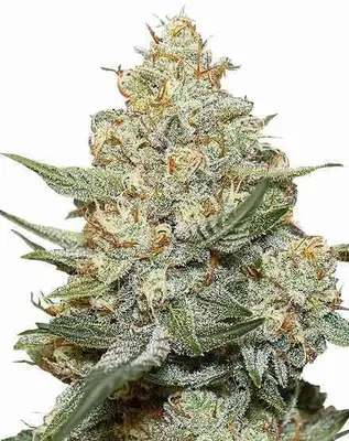 Gorilla Cookies cannabis seeds