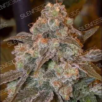 Gorilla Frost cannabis seeds by Silent Seeds