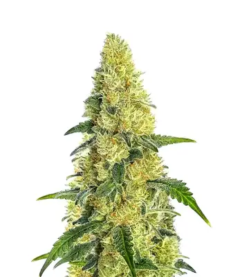 Gorilla G4 Fast cannabis seeds