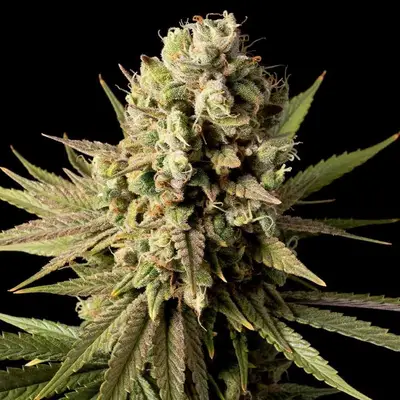 Gorilla Gas F1 Fast cannabis seeds
