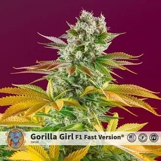 Gorilla Girl - F1 Fast Version cannabis seeds by Sweet Seeds