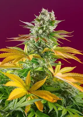 Gorilla Girl F1 Fast cannabis seeds