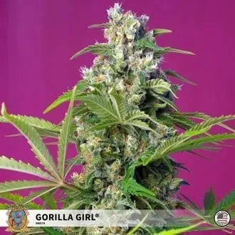 Gorilla Girl cannabis seeds by Sweet Seeds