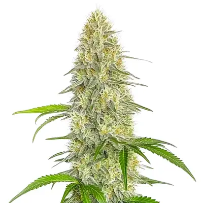 Gorilla Glue #4 Fast Version CBD cannabis seeds