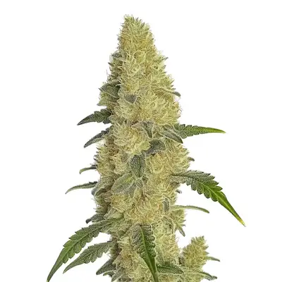 Gorilla Glue #4 Fast Version cannabis seeds