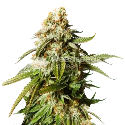 Gorilla Glue #4 cannabis seeds