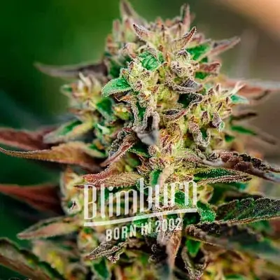 Gorilla Glue #4 x Pellezino cannabis seeds