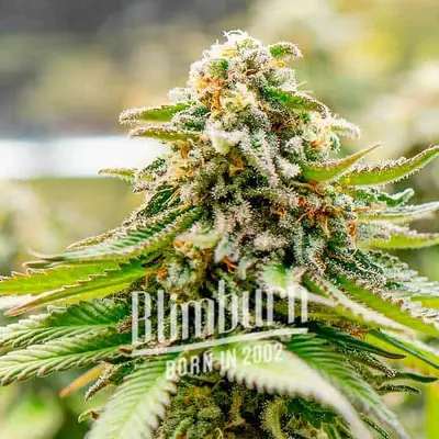 Gorilla Glue #4 x Zkittlez cannabis seeds