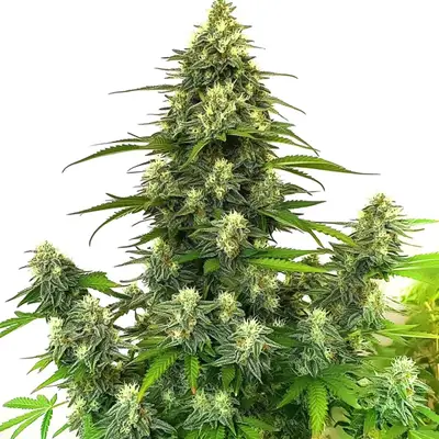 Gorilla Glue 4 cannabis seeds by Blimburn Seeds