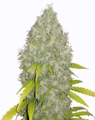 Gorilla Glue Fast Flowering cannabis seeds