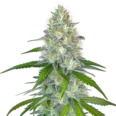 Gorilla Glue G4 FB cannabis seeds