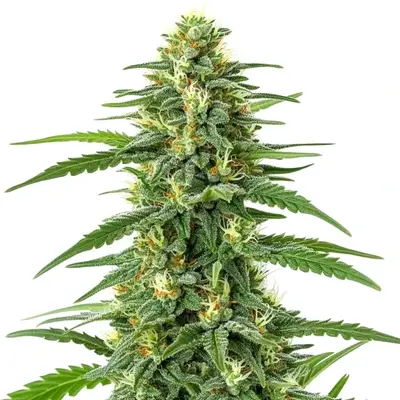 Gorilla Glue Lemon cannabis seeds