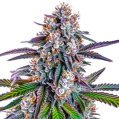 Gorilla Glue Purple cannabis seeds