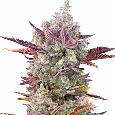 Gorilla Glue x Girl Scout Cookies cannabis seeds