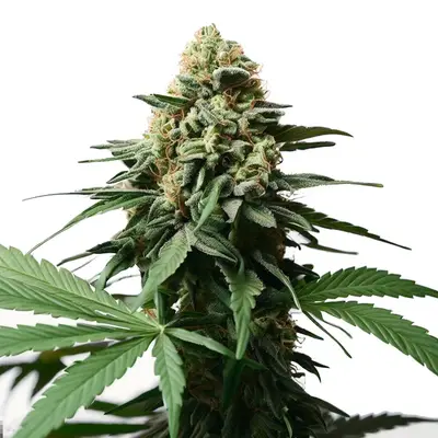 Gorilla Glue x Grapefruit cannabis seeds