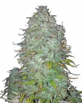 Gorilla Glue cannabis seeds