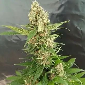 Gorilla Ice Cream cannabis seeds