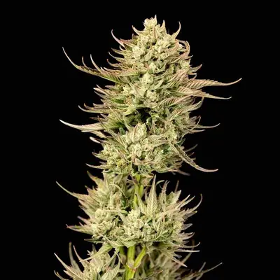 Gorilla Jealousy F1 cannabis seeds