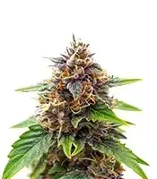 Gorilla King cannabis seeds