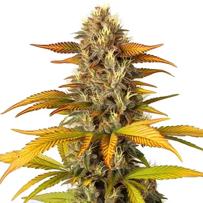 Gorilla Lemon Fire cannabis seeds by Blimburn Seeds