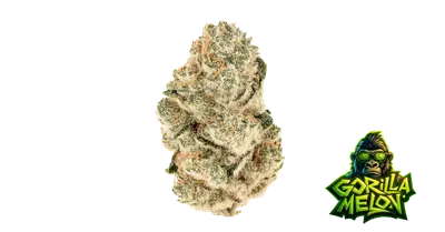 Gorilla Melon cannabis seeds by Fast Buds