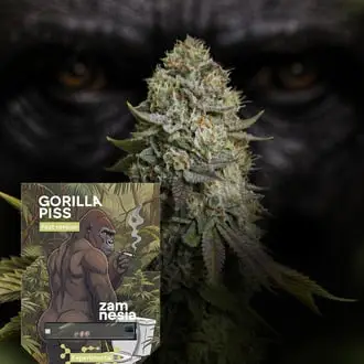 Gorilla Piss Fast Version cannabis seeds