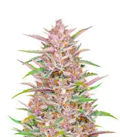 Gorilla Punch cannabis seeds