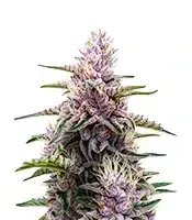 Gorilla Purple cannabis seeds