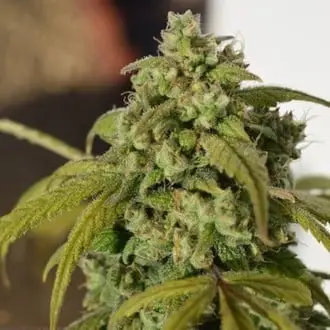 Gorilla SFV OG cannabis seeds