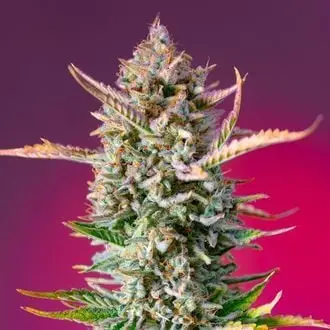 Gorilla Sherbet - F1 Fast Version cannabis seeds