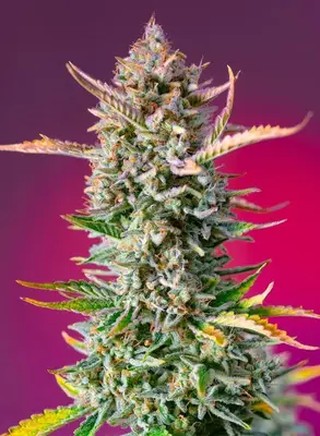 Gorilla Sherbet F1 Fast cannabis seeds