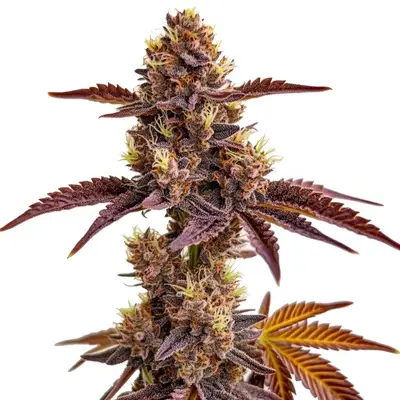 Gorilla Sherbet cannabis seeds