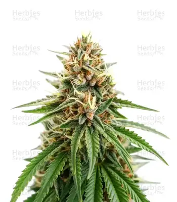 Gorilla Super Glue cannabis seeds