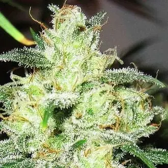Gorilla x Cheese cannabis seeds