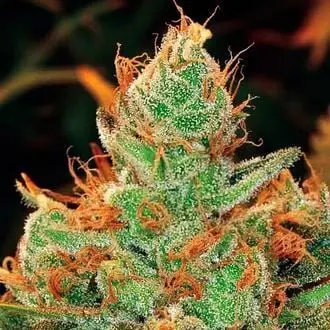 Gorilla x Lilly cannabis seeds