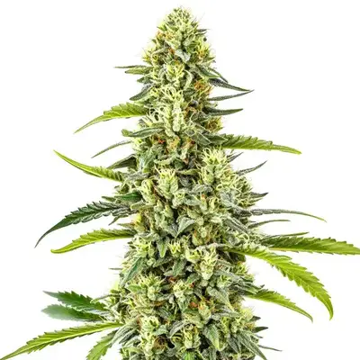 Gorilla x Tangie cannabis seeds