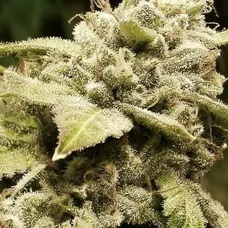 Gorilla x White Widow cannabis seeds