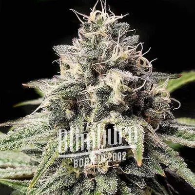 Gorilla x Zkitllez cannabis seeds