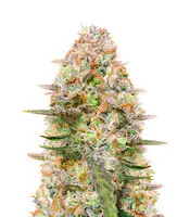 Gorilla Z cannabis seeds